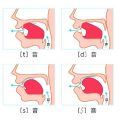 子音と母音の研究が滑舌改善につながる。