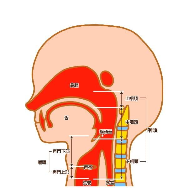 舌の連続動作練習は呼吸と発声と舌の動作の連結。