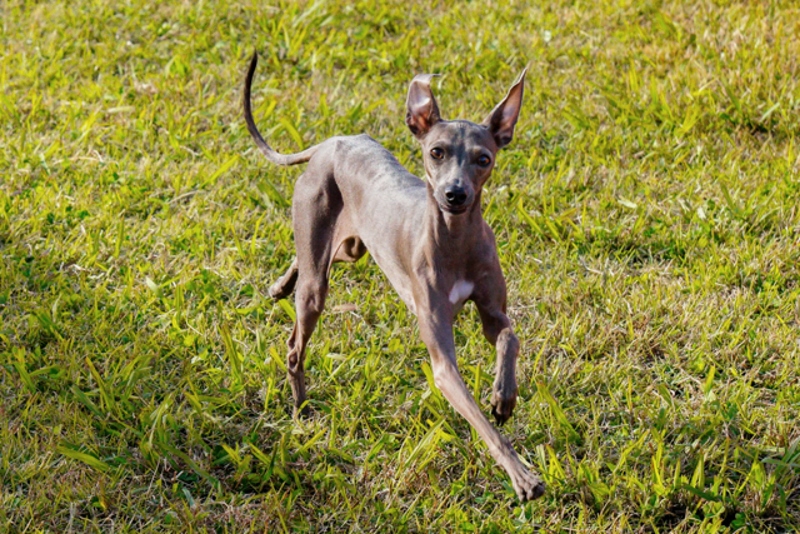 声音為に体鍛えてランニング中に犬に吠えられた話。