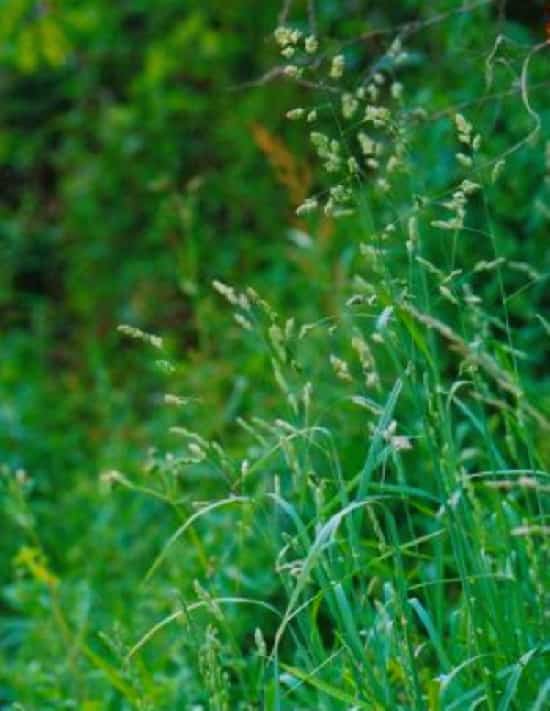 イネ科カモガヤの花粉症辞めさせて欲しい話。