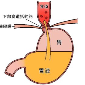 細身の人は腹式呼吸でお腹がゴロゴロ言う・・