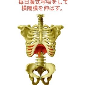 毎日腹式呼吸をして深く吸って横隔膜を伸ばす。
