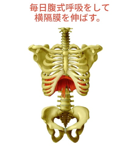 毎日腹式呼吸をして深く吸って横隔膜を伸ばす。