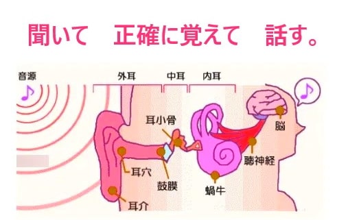 聞いて自分の言葉として発する。