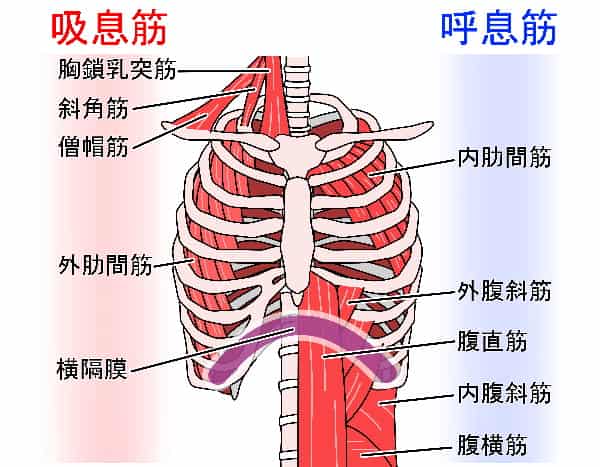 話していて息が苦しくなる原因は息を全部吐く事。