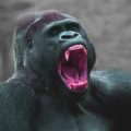 通る声は力を抜いた自然な声 本能的な発声