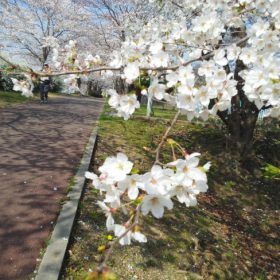 桜の宮の先の先までランニングしてると桜のトンネル発見。