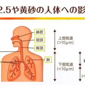 副鼻腔ある理由を耳鼻科の先生に質問しました。