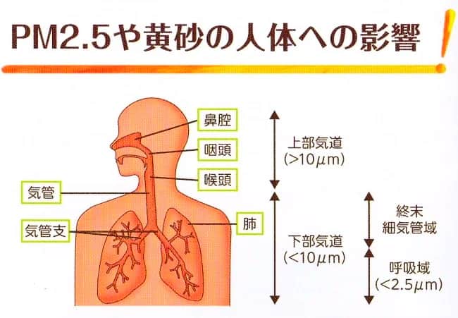 副鼻腔ある理由を耳鼻科の先生に質問しました。