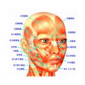 人生をより良くする顔の筋肉。