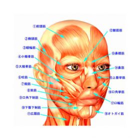 表情筋が人生を良くする。