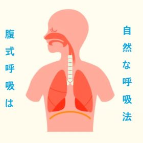 腹式呼吸は自然な呼吸で発声に必要。