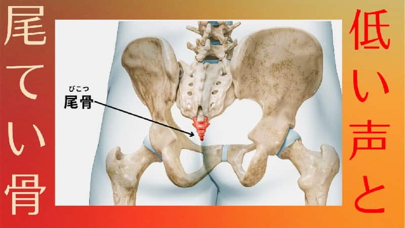 尾てい骨は低音の為にある 音痴の原因は低い声の発声。